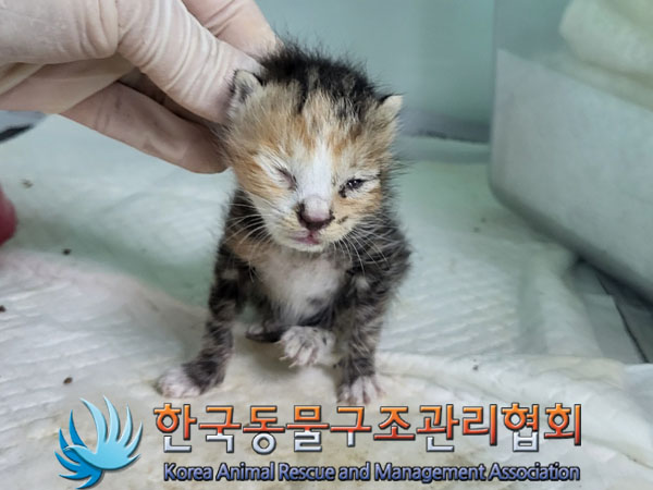 한국동물구조관리협회_411303202300465